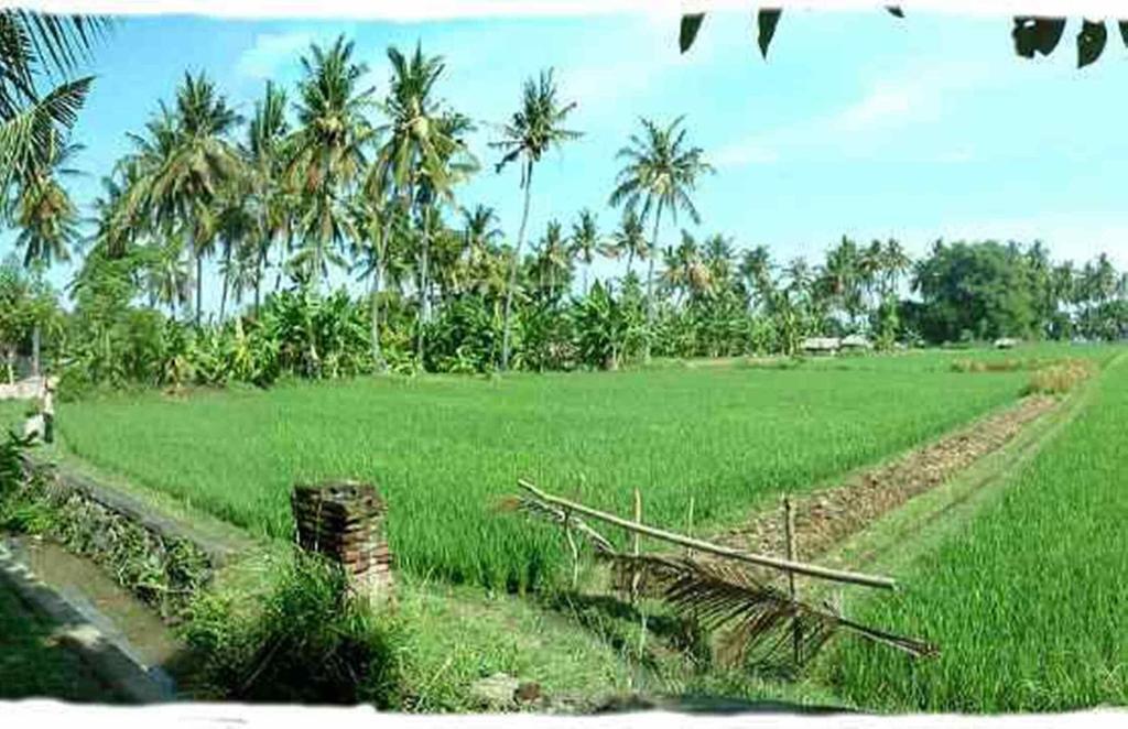 Отель Sawah Lovina Экстерьер фото